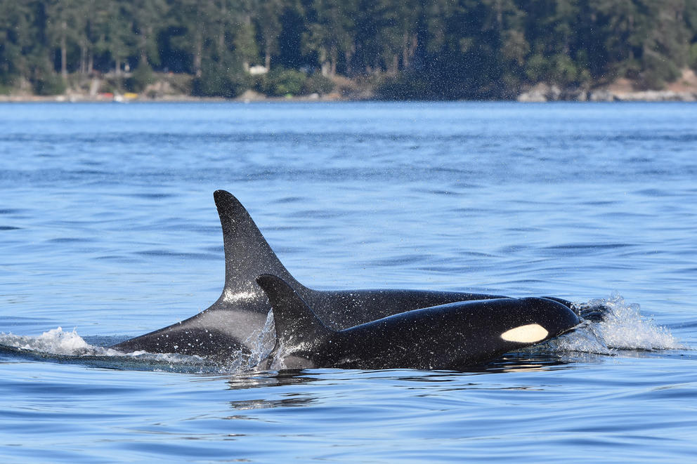 orca victoria